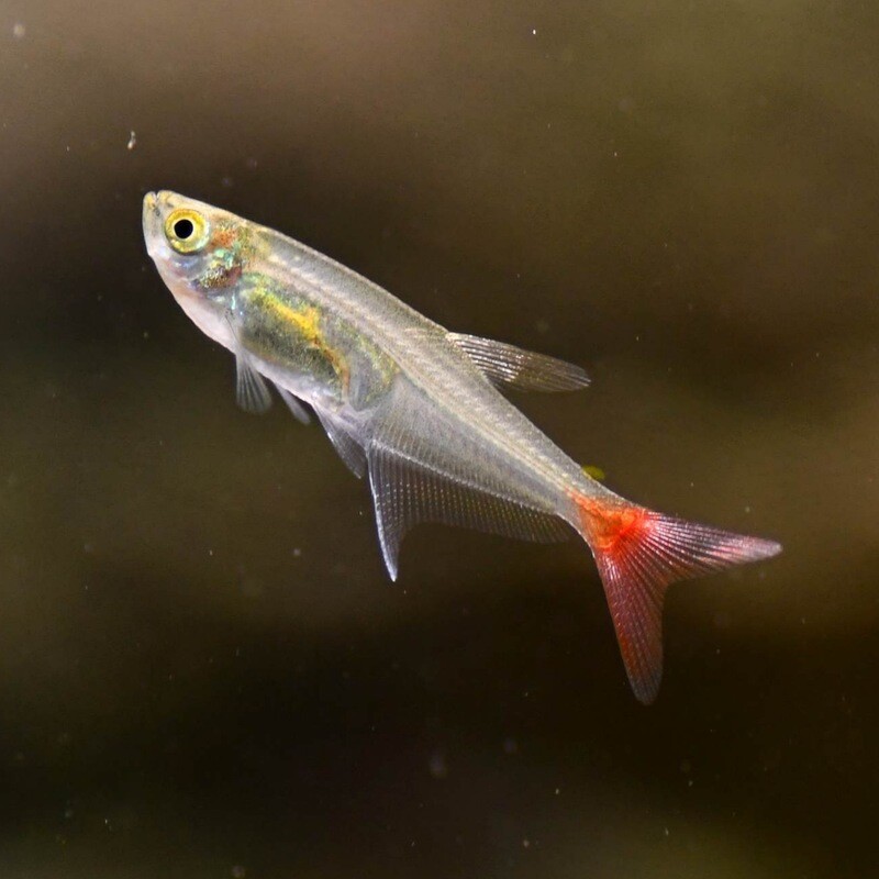 Glass Bloodfin Tetra