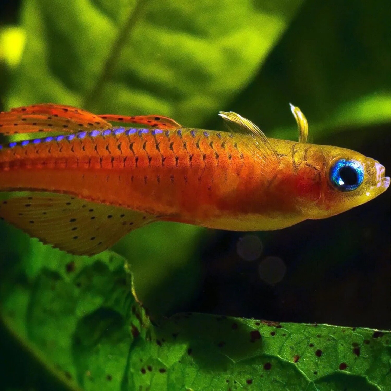 Red Neon Blue Eye Rainbow
