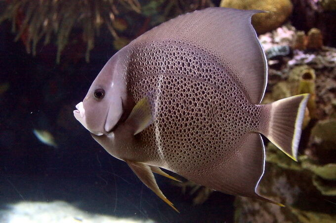 Gray Angelfish Pomacanthus Arcuatus Md
