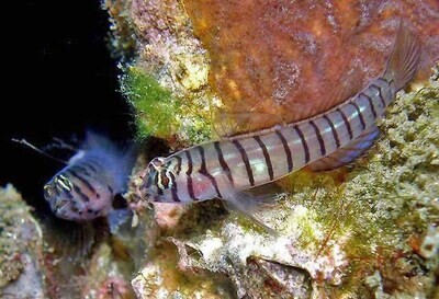 Captive Bred Tiger Goby