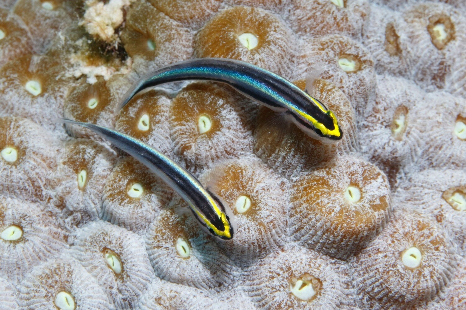 Sharknose Goby