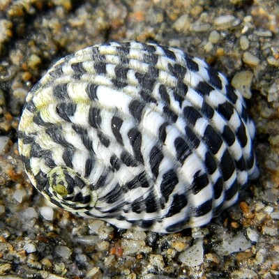 Checkered Nerite