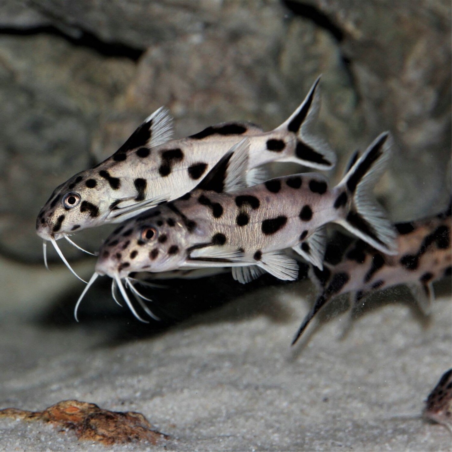 Synodontis Petricola (Cuckoo Catfish)