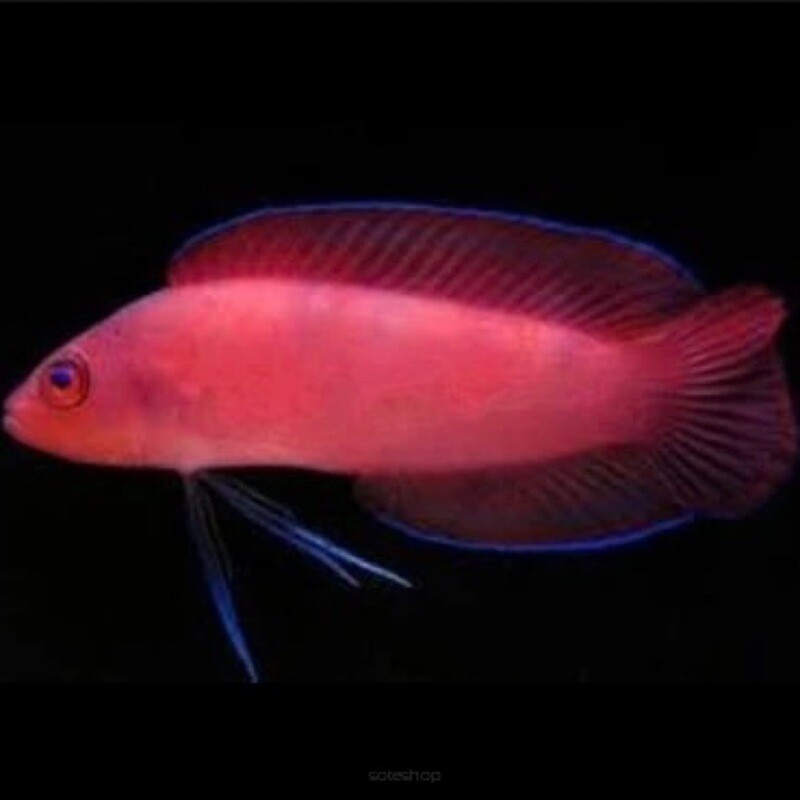 Red Serosa Dottyback