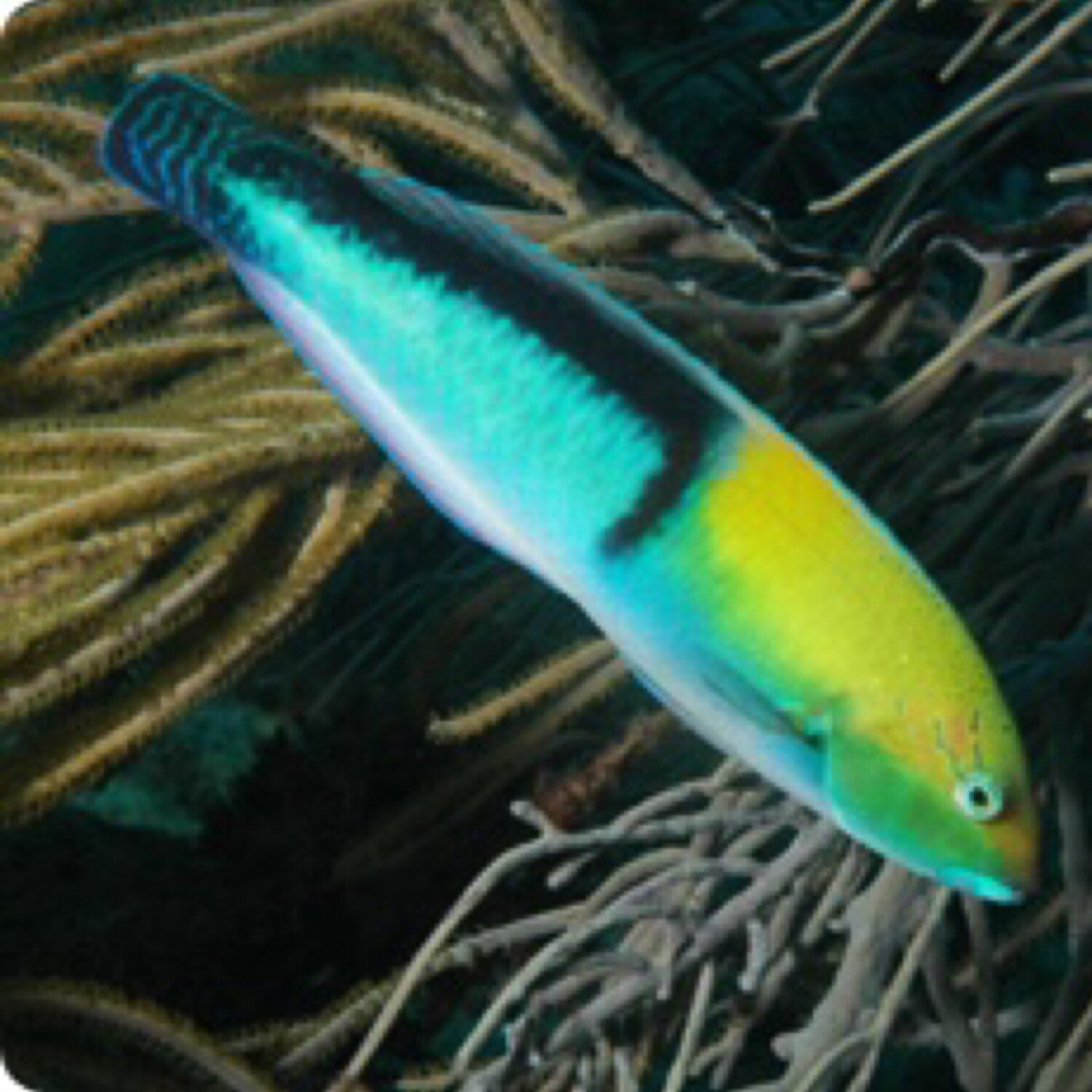 Neon Wrasse
