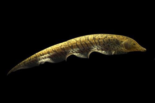 Ossa Knife Fish SHOW SIZE 14&quot;+