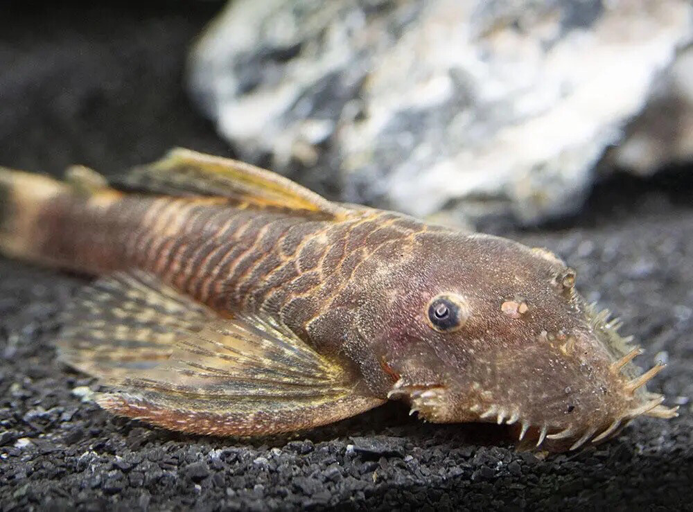 Female Bushy Nose Pleco