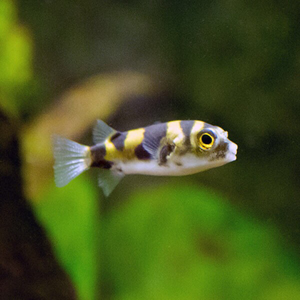 Amazon Freshwater Puffer