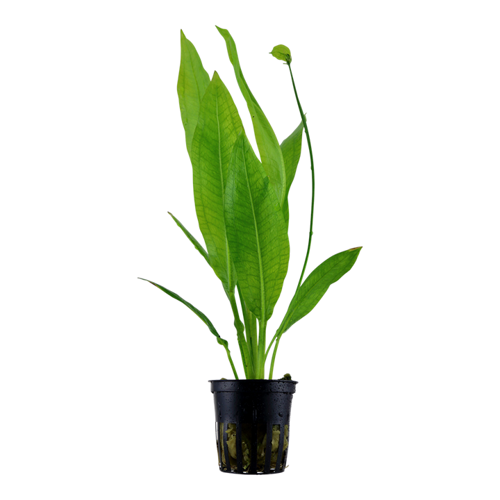 Tropica Echinodorus grisebachii &#39;Bleherae&#39;