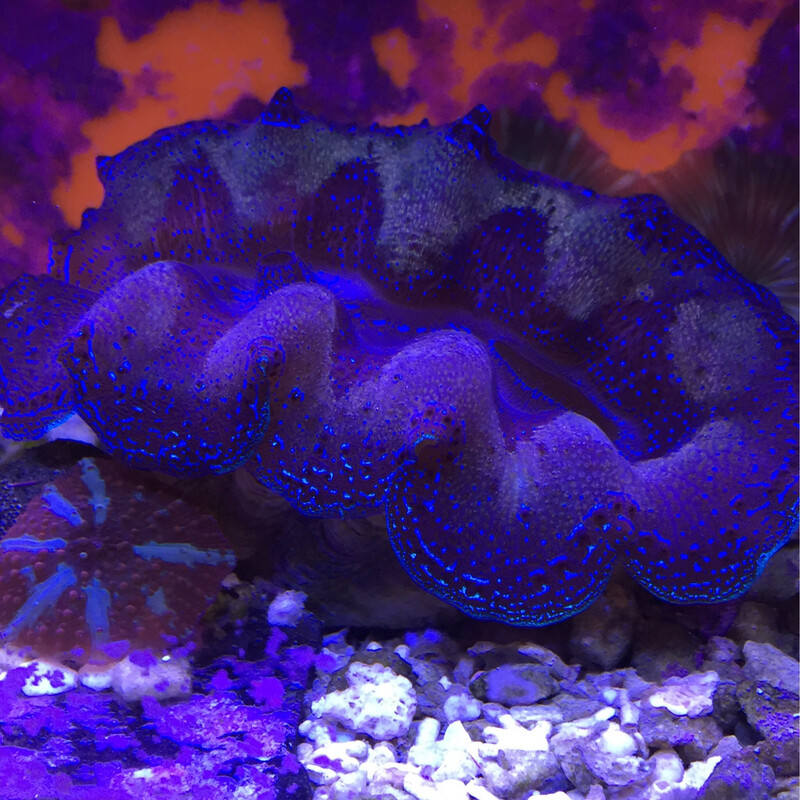 Tridacna Clams - Blue and Purple 3-4”