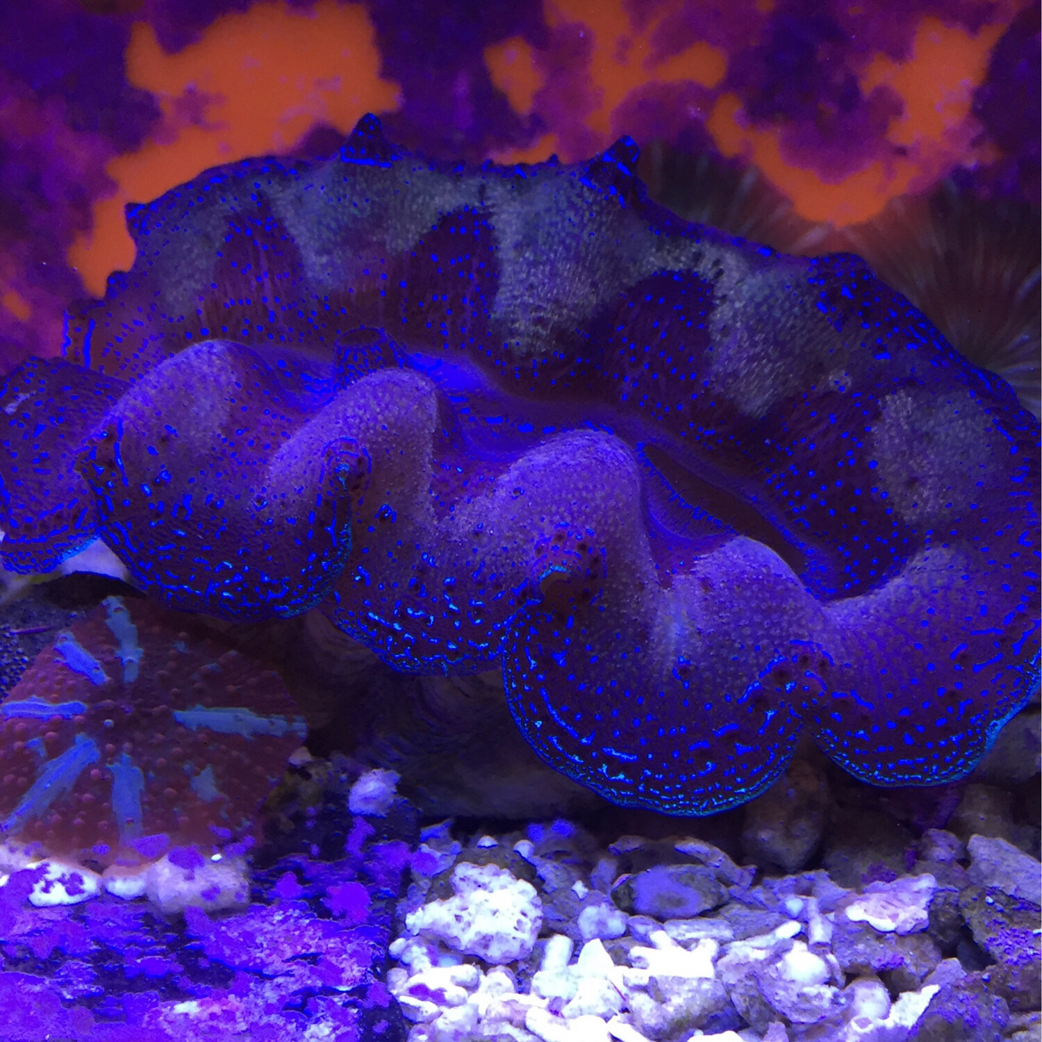 Tridacna Clams - Blue and Purple 3-4”