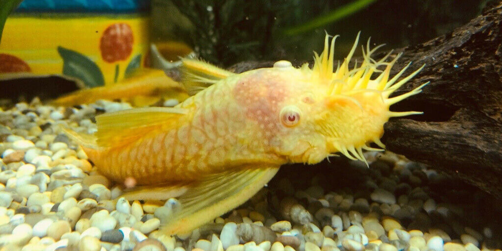 Albino Bushy Nose Pleco - Male