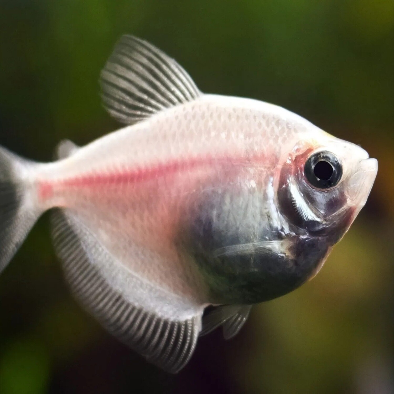 Skirt Tetra