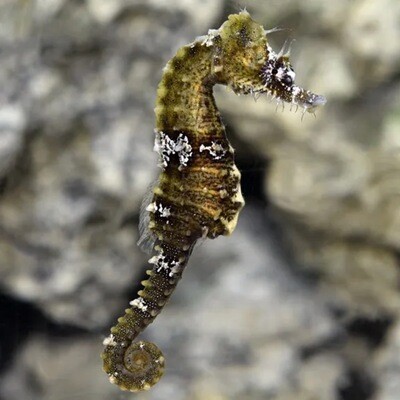 Lined Seahorse - Captive-Bred (Hippocampus erectus)
