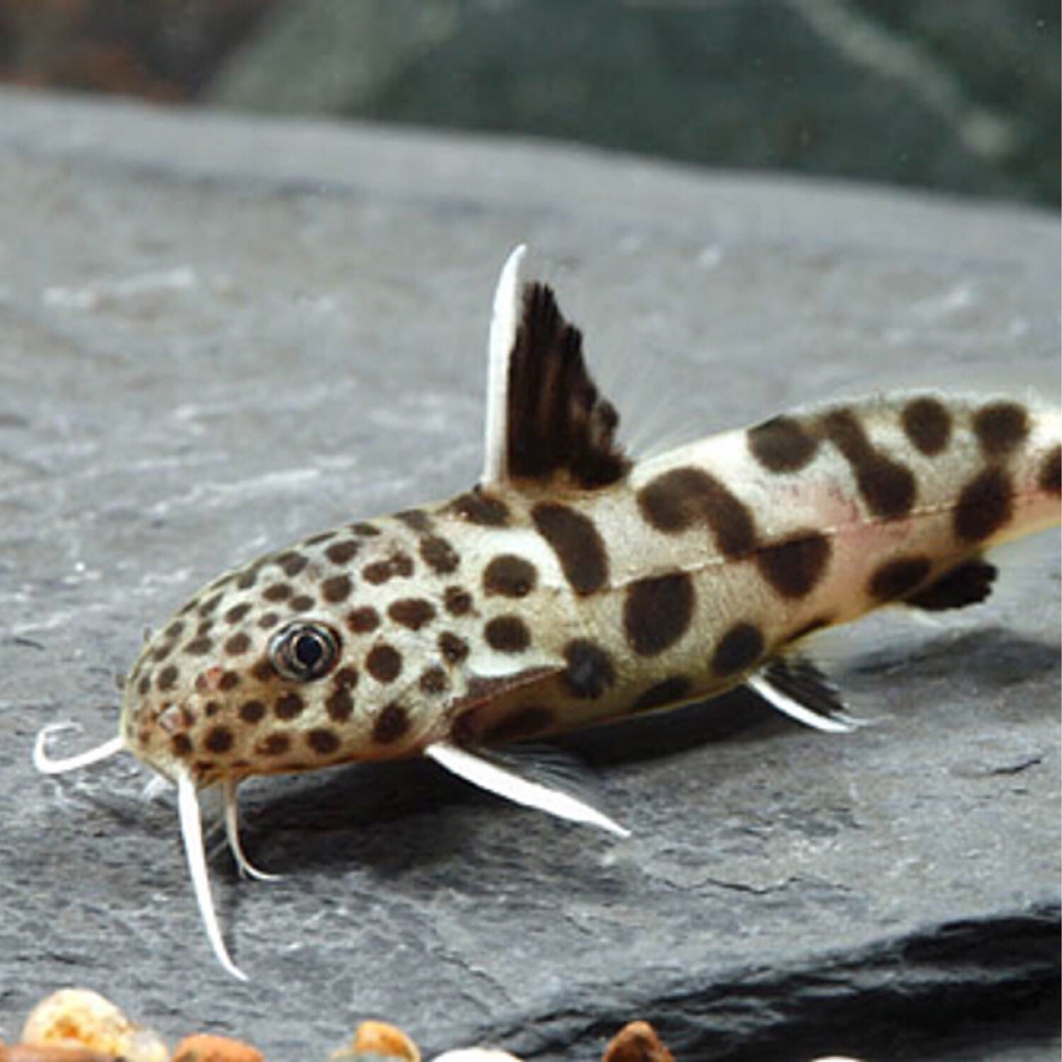 Synodontis Petricola SHOW SIZE