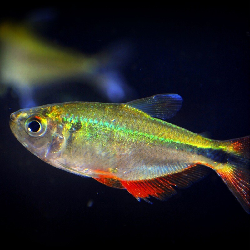 Buenos Airies Tetra