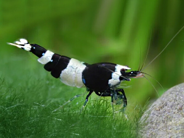 Black Crystal Shrimp