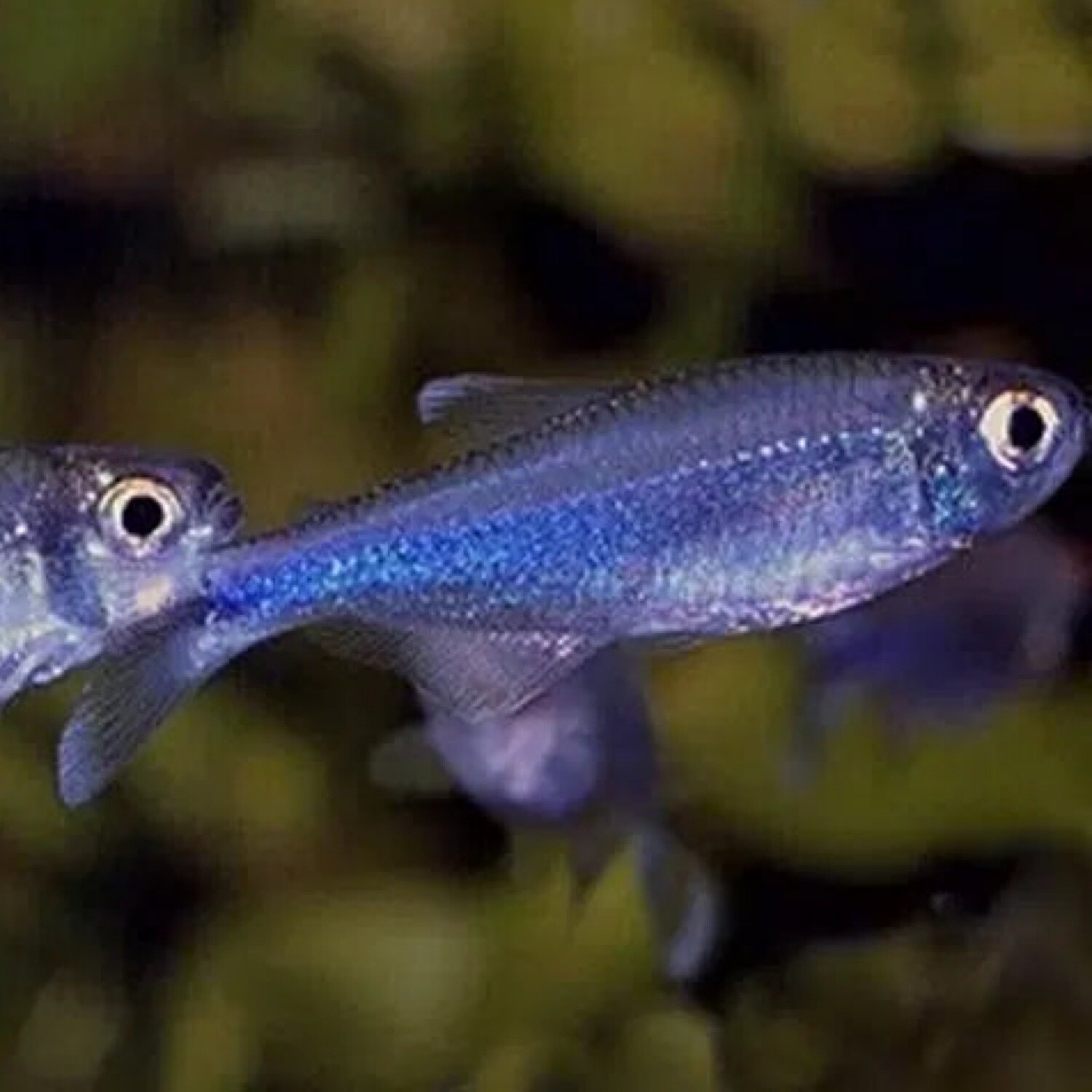 Blue King Tetra