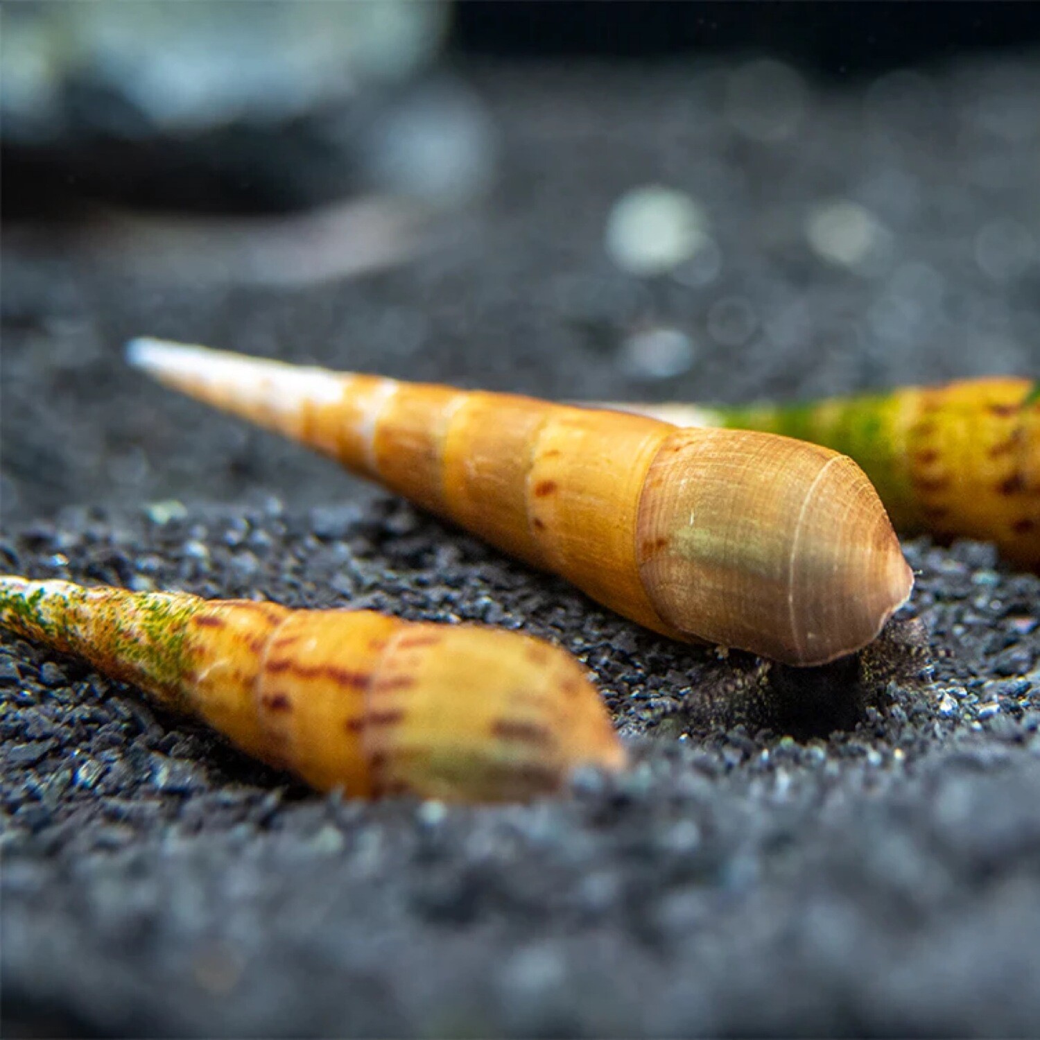 Chop Stick Snail