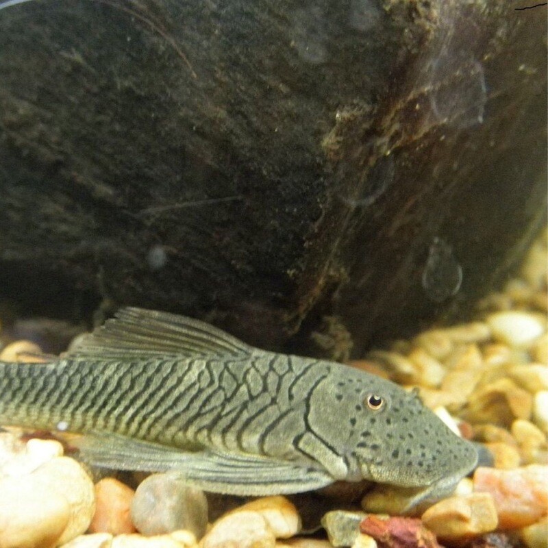 Rubber Lip Pleco
