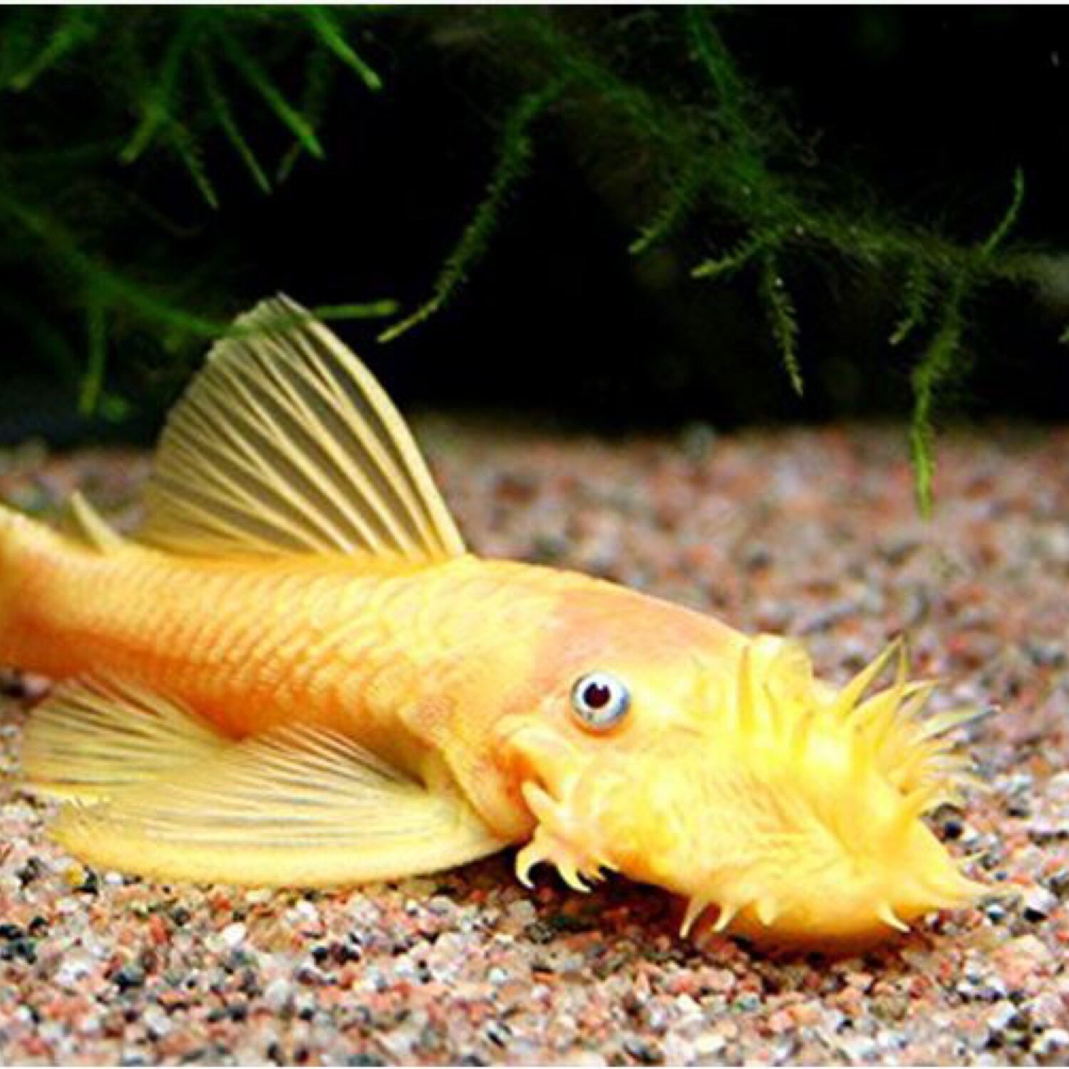 Albino Bristle Nose Pleco small