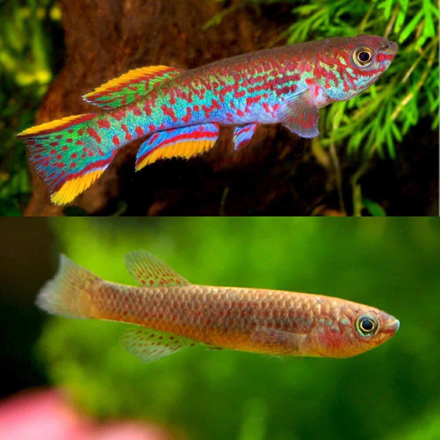 Gardneri Killifish