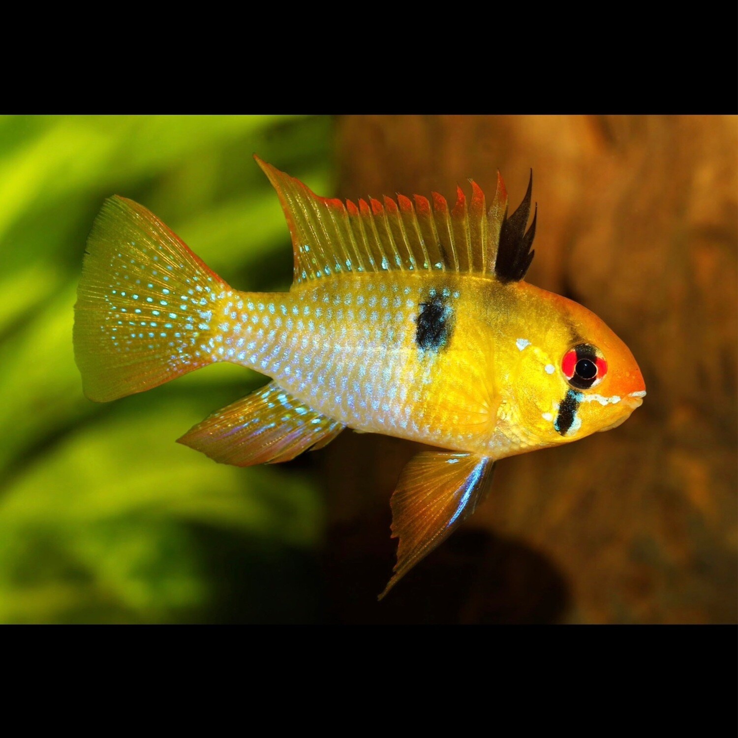Blue Ram Cichlid