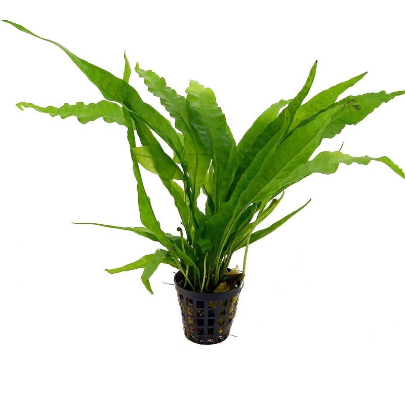 Tropica Microsorum pteropus ‘Narrow’