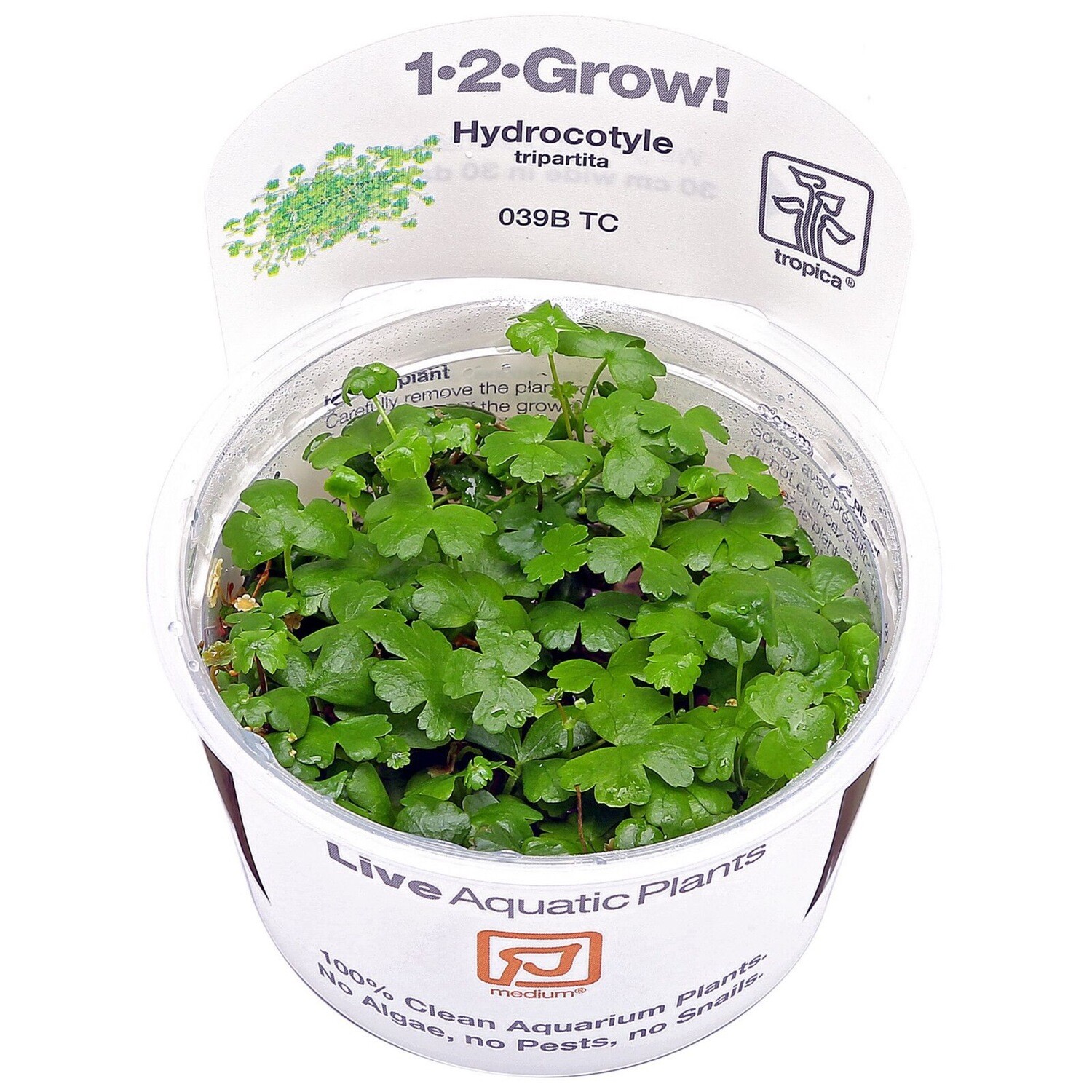 Tropica Hydrocotyle Tripartita 1-2-Grow