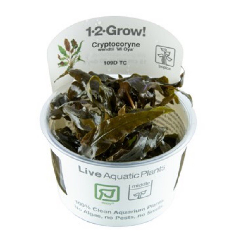 Tropica Cryptocoryne wendtii &quot;Mi Oya&quot; 1-2-Grow