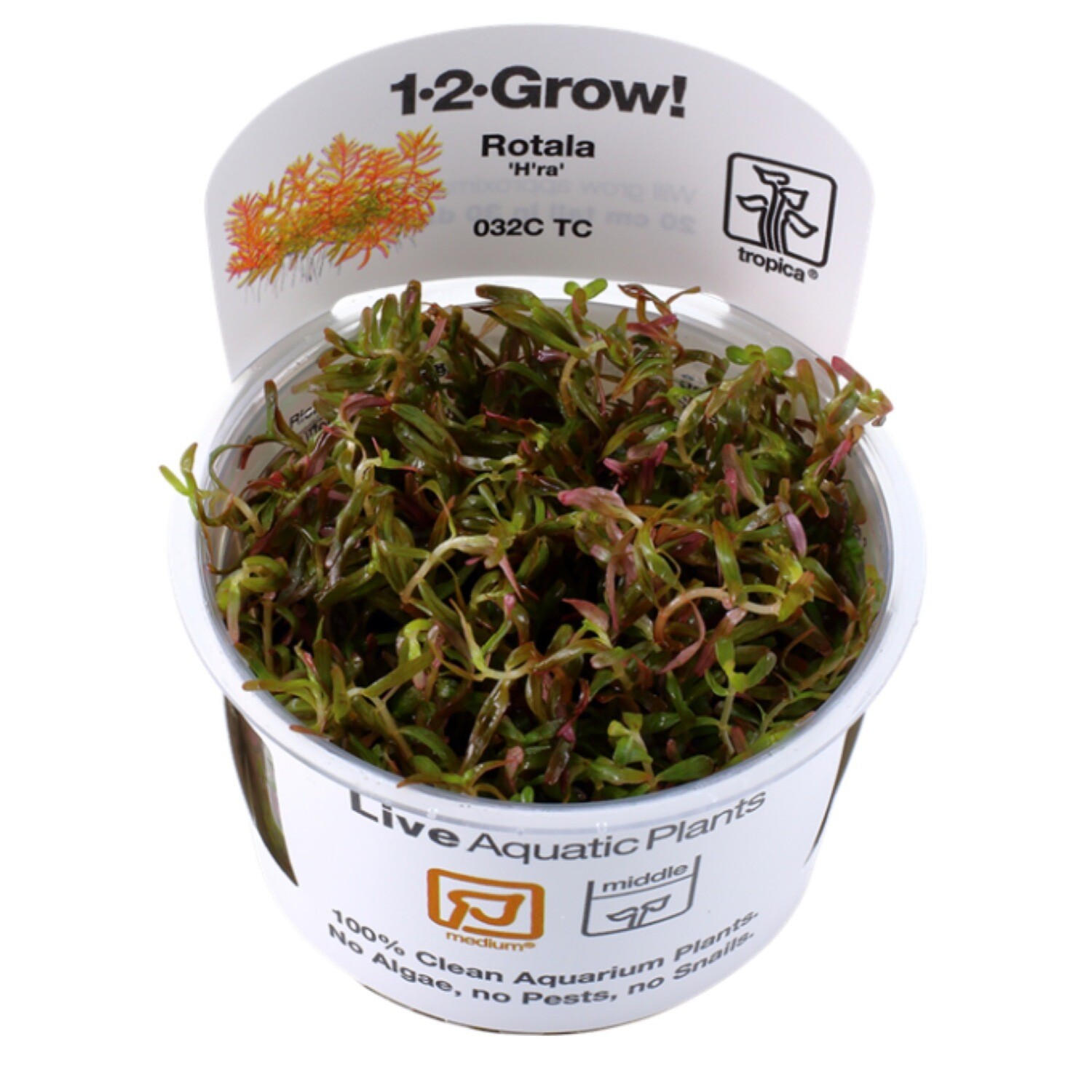 Tropica Rotala Rotundifolia &quot;H&#39;Ra&quot; 1-2-Grow