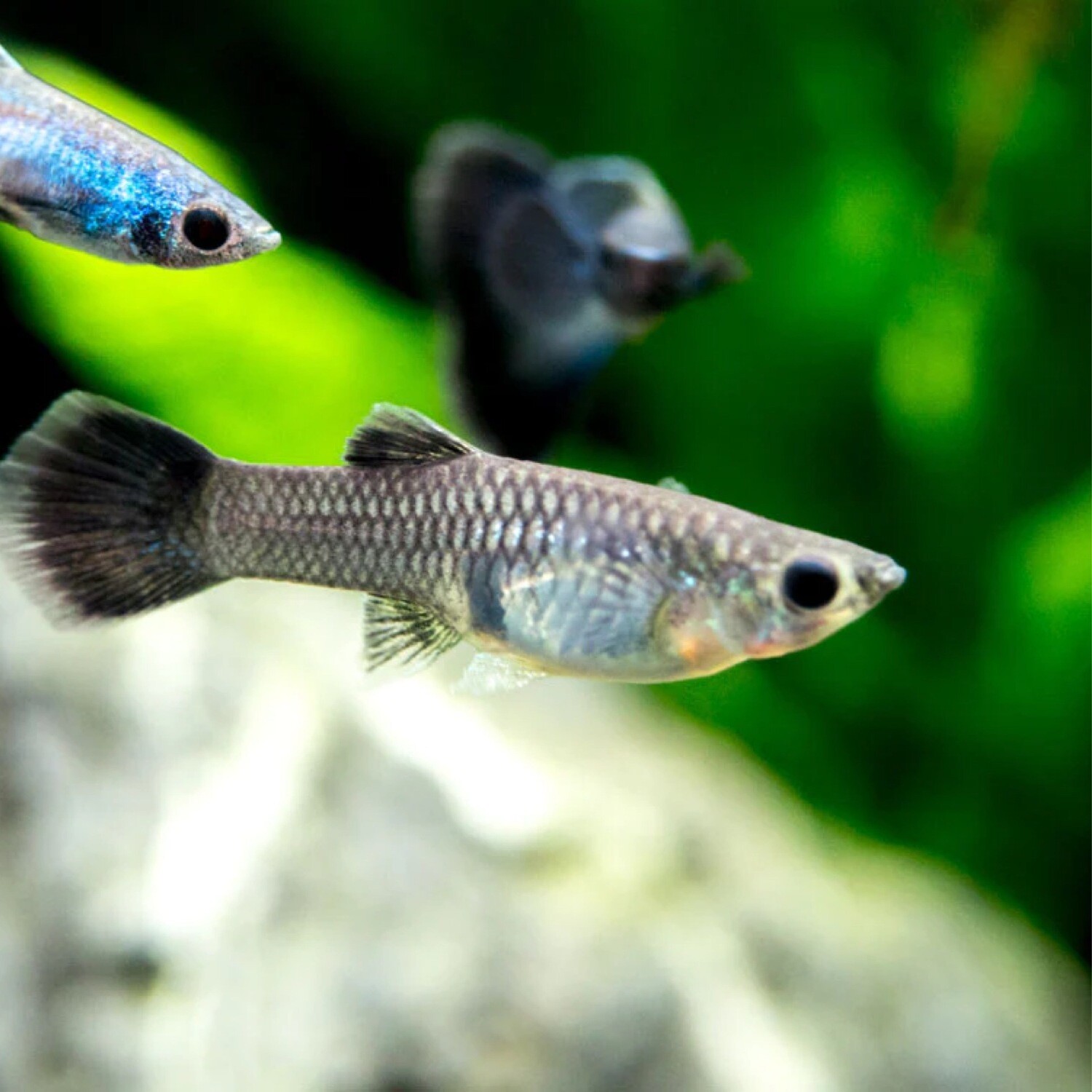 Moscow Blue Female Guppy