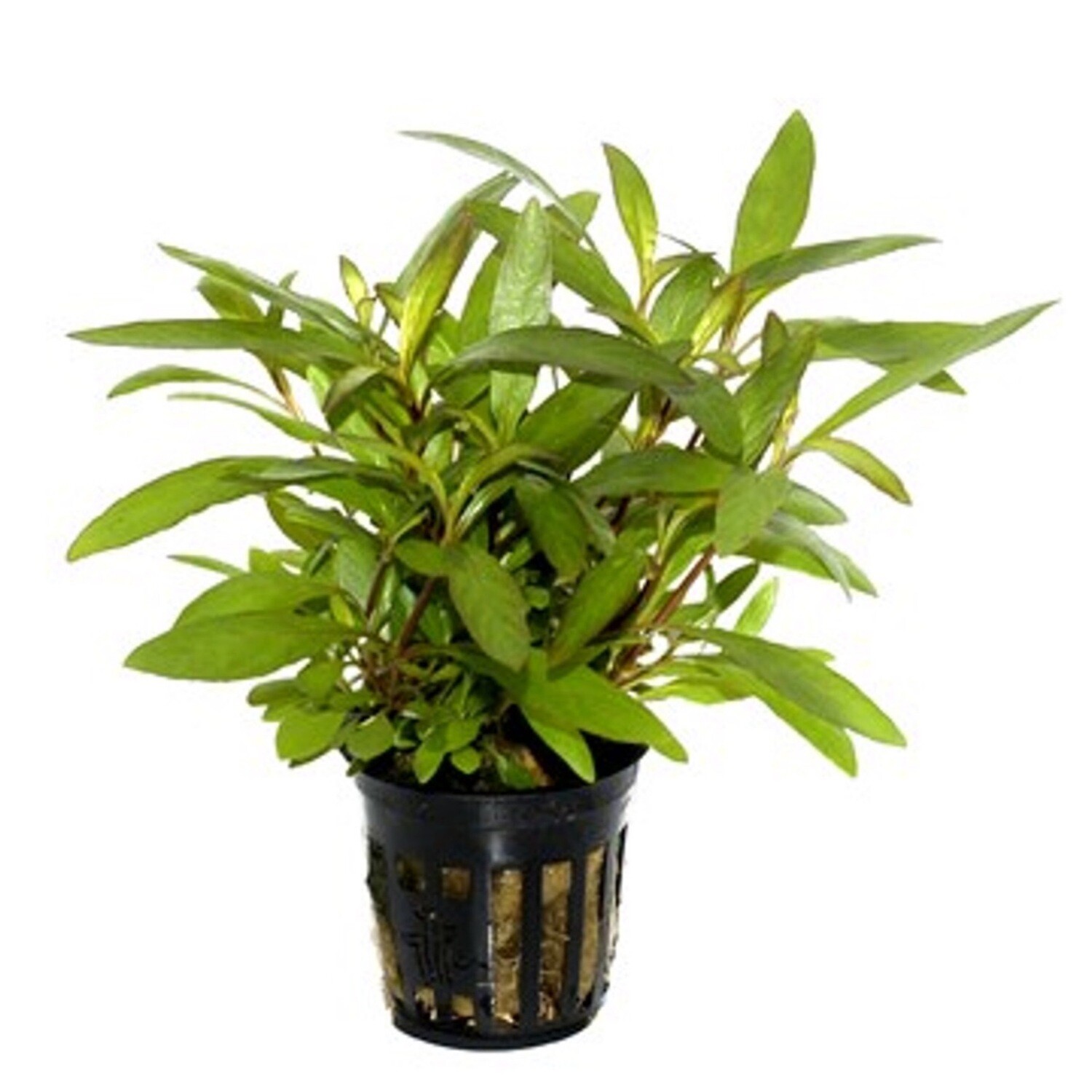 Tropica Hygrophila corymbosa &quot;Siamensis 53B&quot;