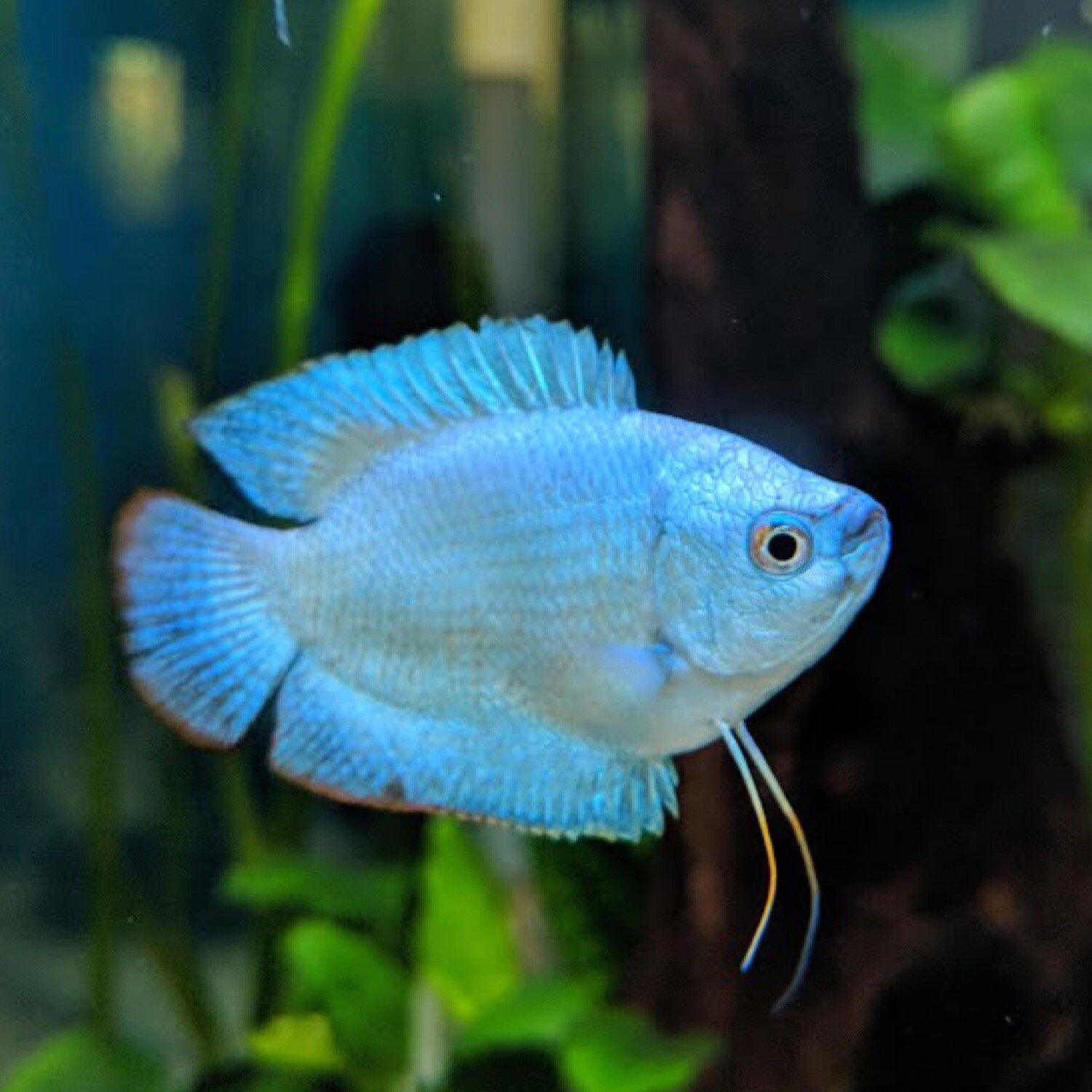 Blue Dwarf Neon Gourami
