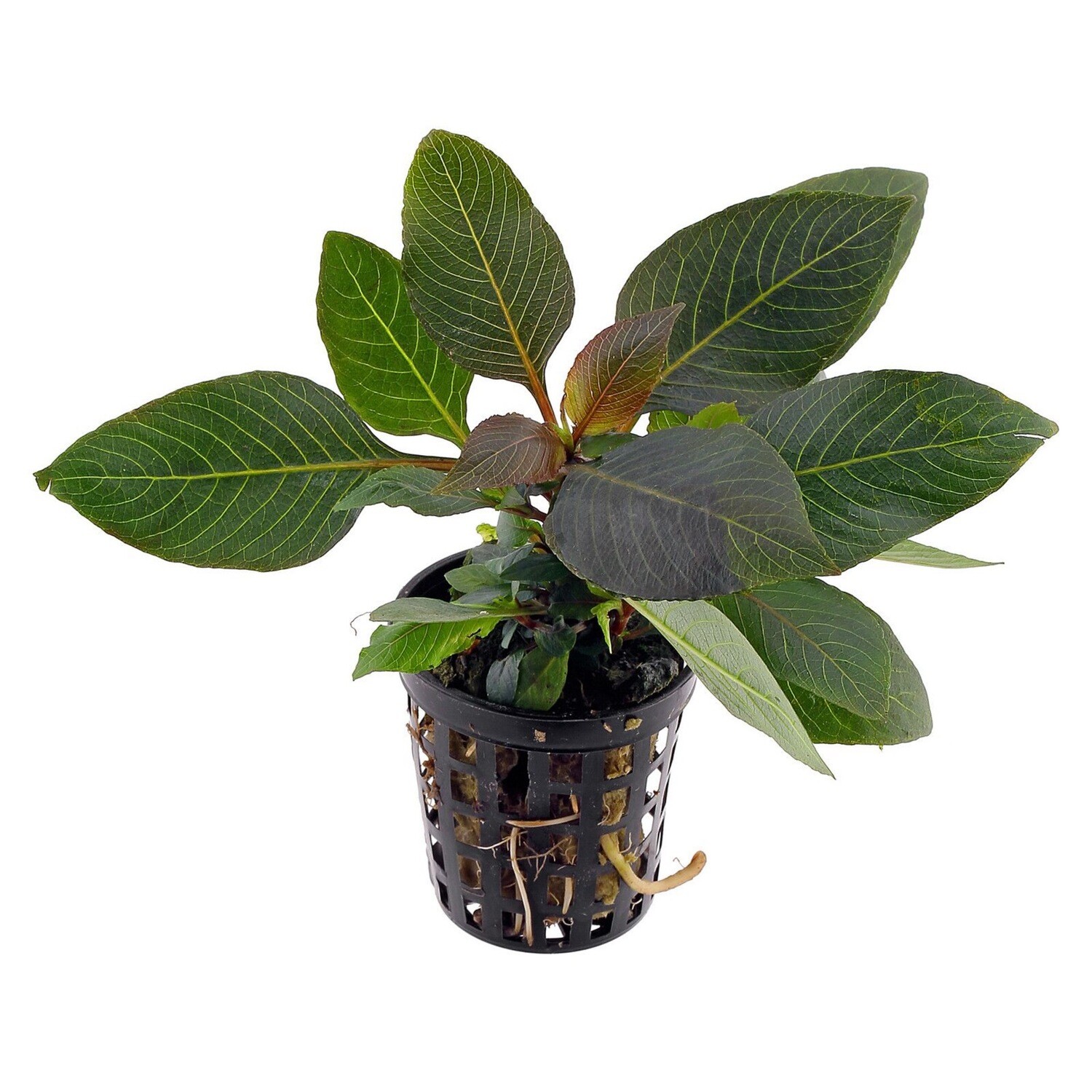 Tropica Hygrophila corymbosa &#39;Compact&#39;