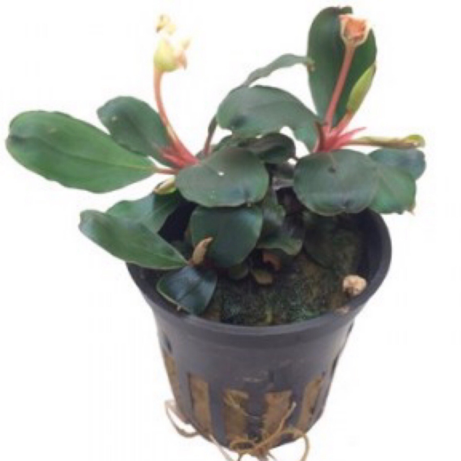 Tropica Bucephalandra sp. &#39;Red&#39;