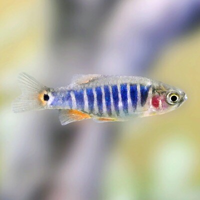 Emerald Dwarf Rasbora