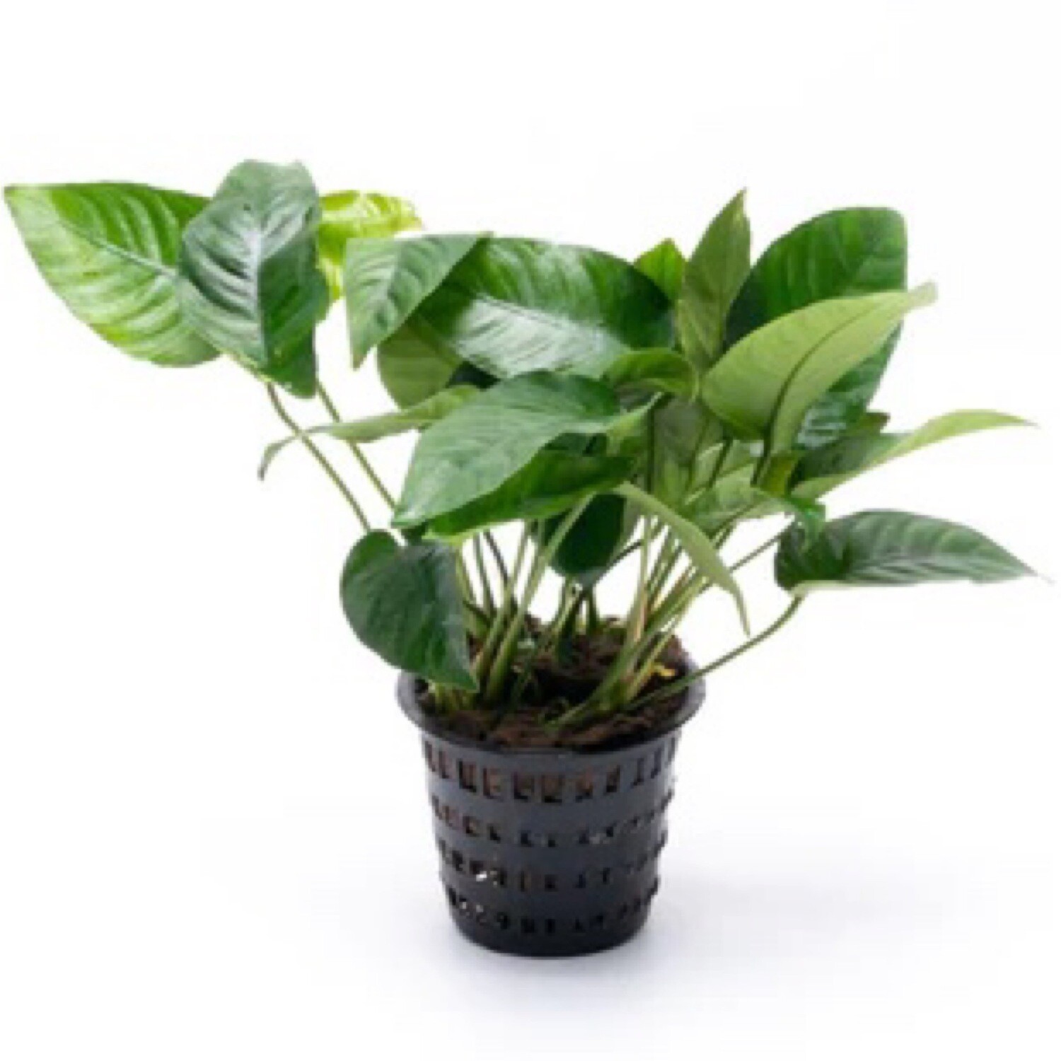 Tropica Anubias barteri nana - potted