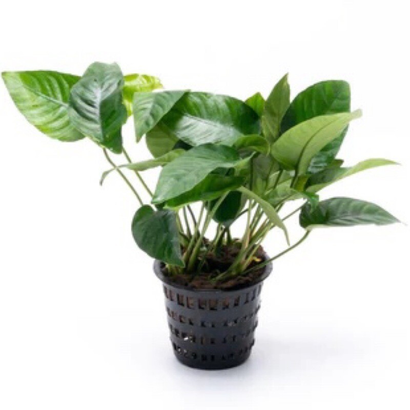 Tropica Anubias barteri nana - potted