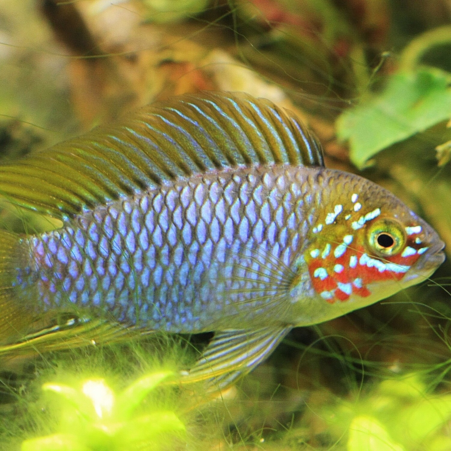 Apistogramma Borelli - Opal (Pair)