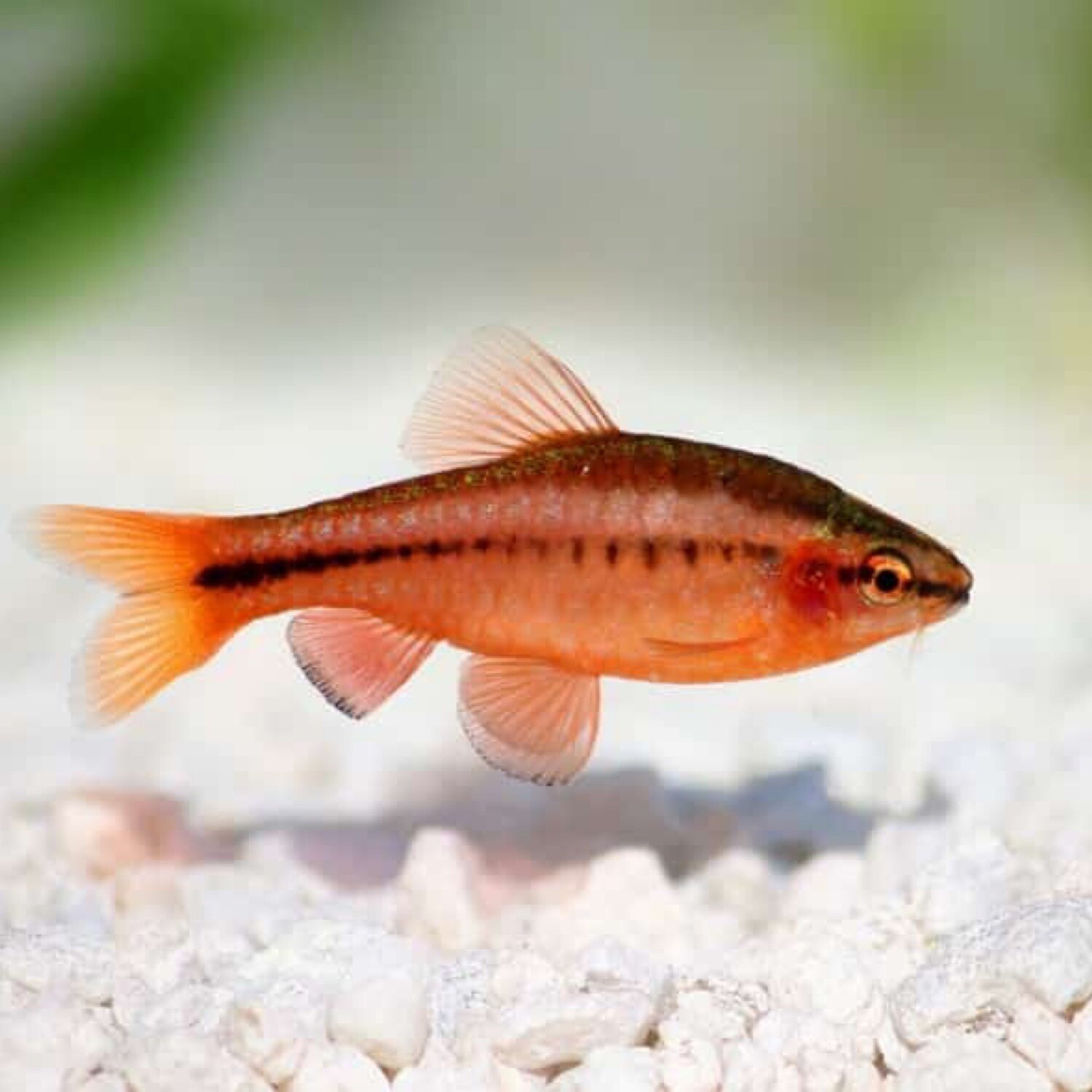 Cherry Barb