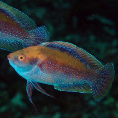Fine Spotted Fairy Wrasse