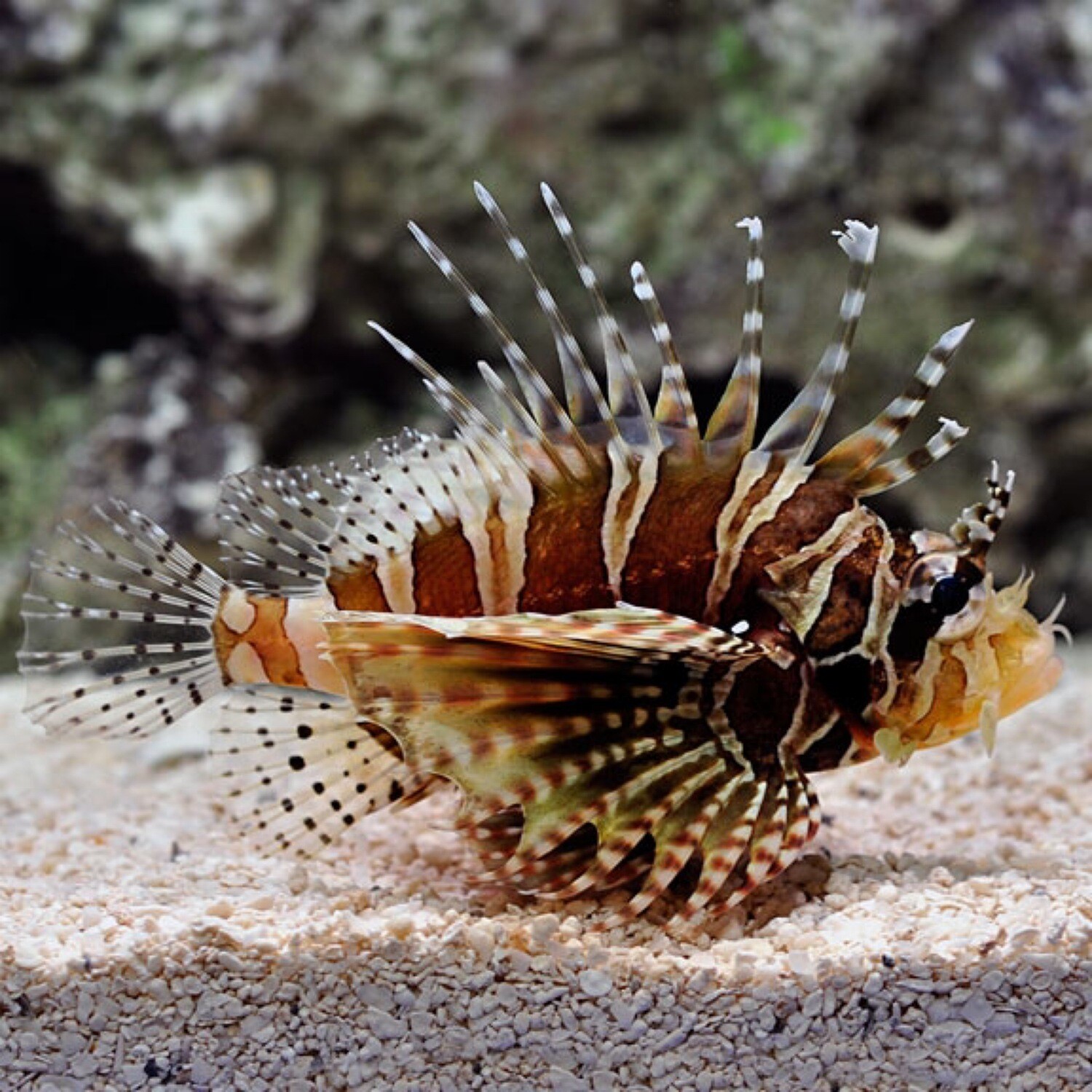 Zebra Dwarf Lionfish Sm