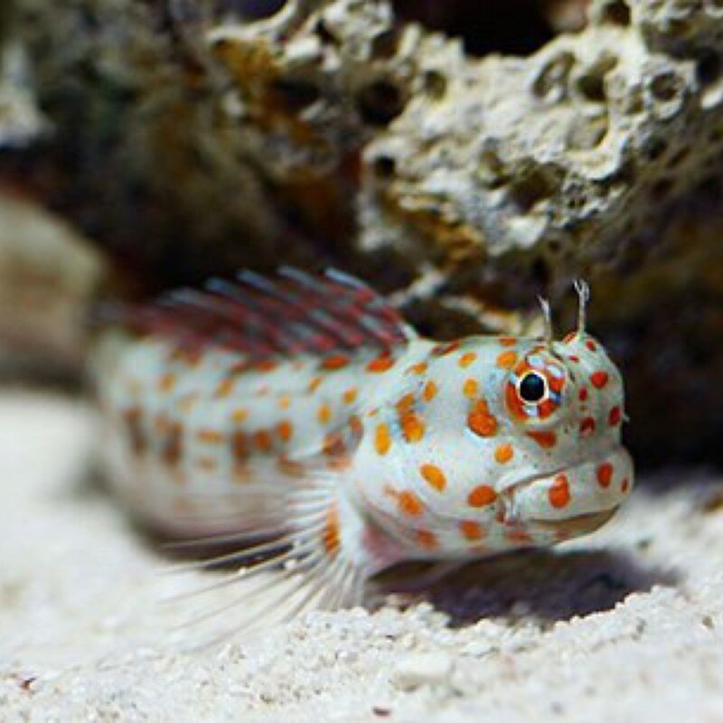 Red Spotted Blenny