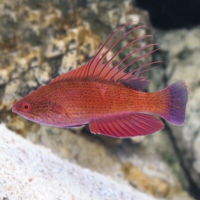 Linespot Flasher Wrasse