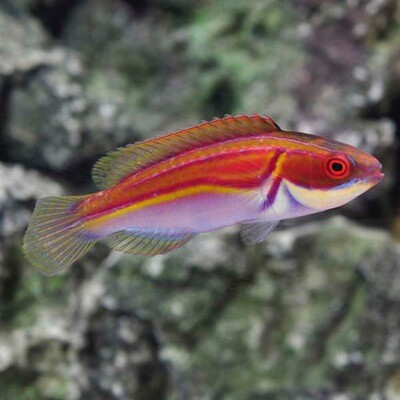 Labout's Fairy Wrasse Lg