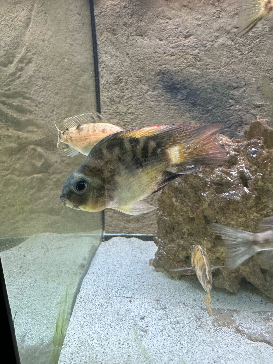 Blood Parrot Cichlid (juvenile)