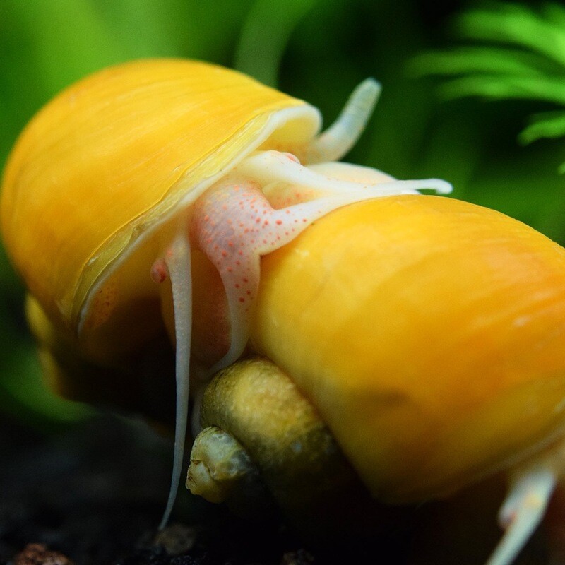 Gold Mystery Snail