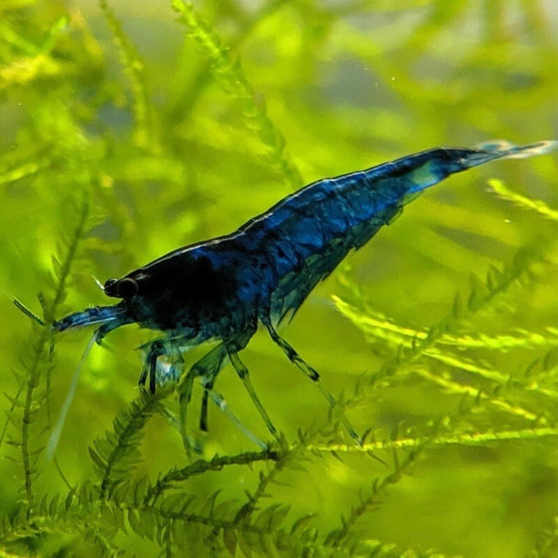 Blue Dream Shrimp (Neocaridina Davidi)