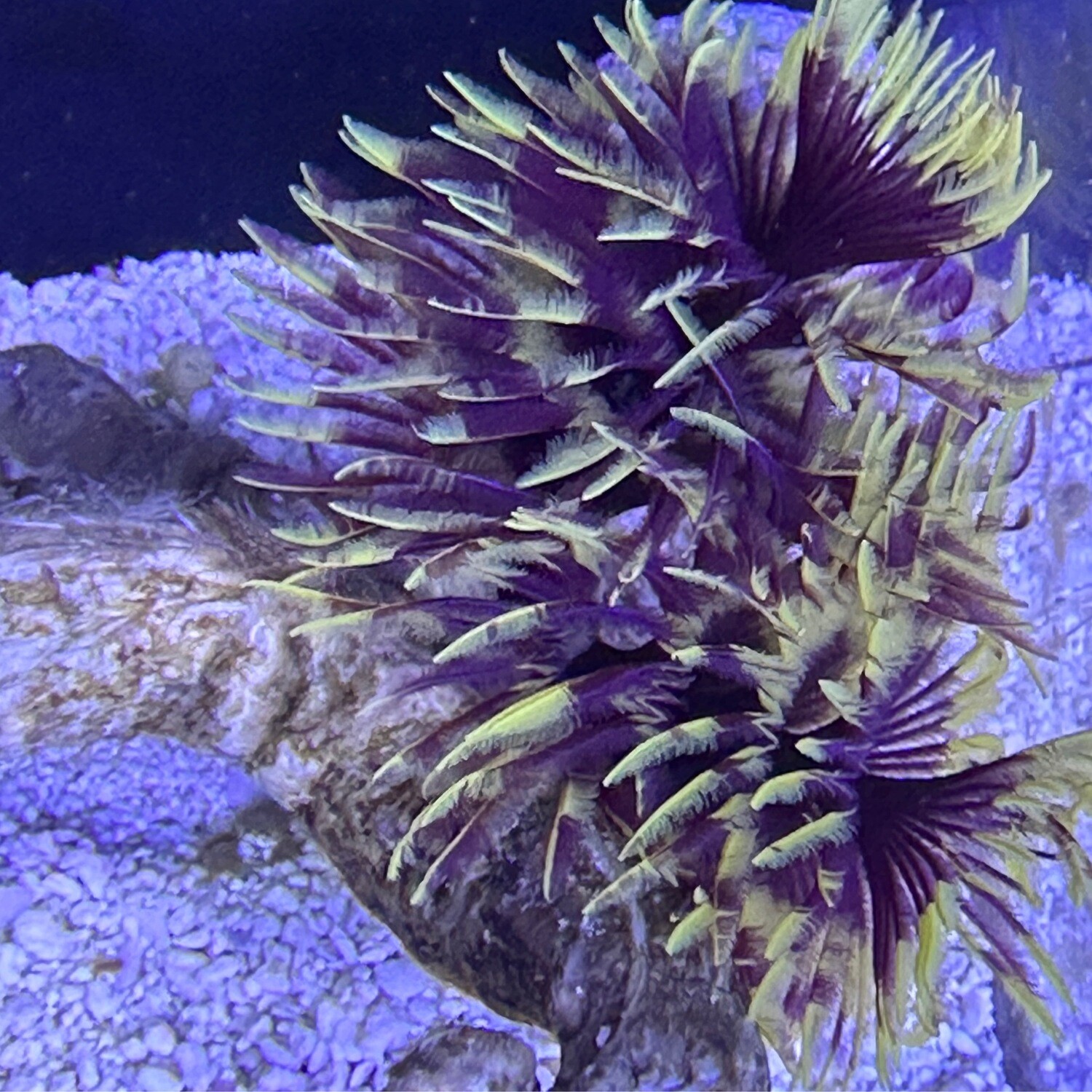 Campfire Feather Duster